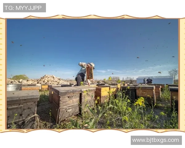 探索野猫占点的生态意义与保护策略分析 探索野猫占点的生态意义与保护策略分析